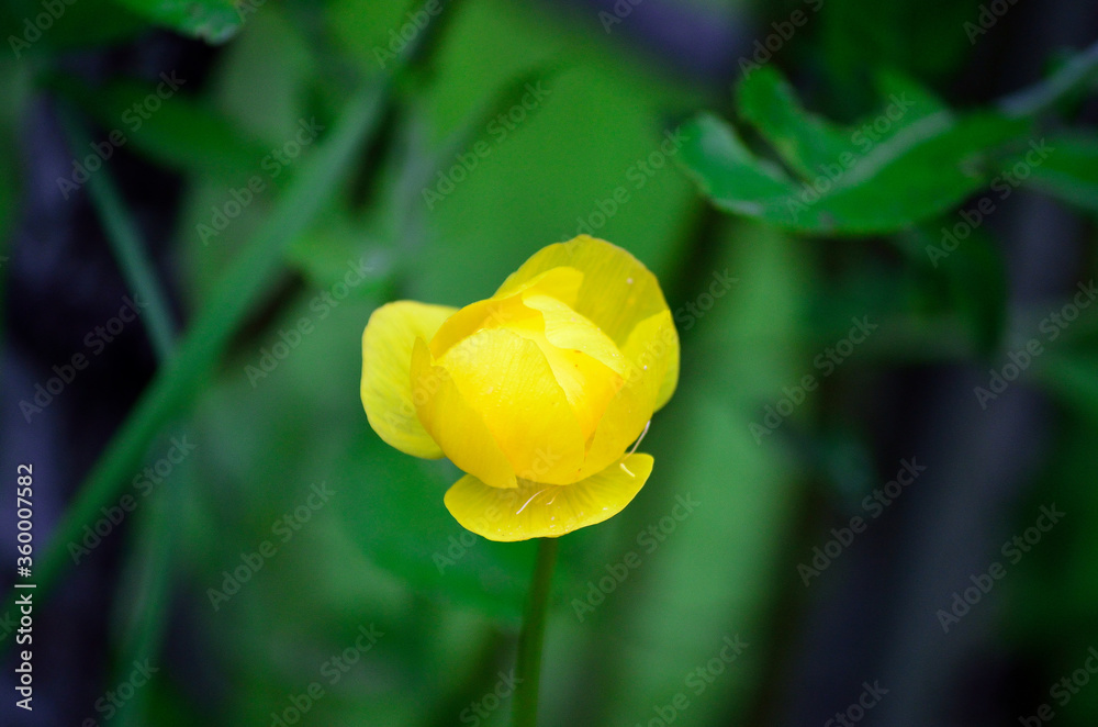 yellow globe flower in summer nature yellow globe flower in summer nature