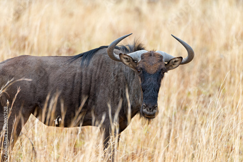 Fototapeta Naklejka Na Ścianę i Meble -  Blue Wildebeest (Connochaetes taurinus) grazing in golden grass in Pilanesberg National Park, South Africa.