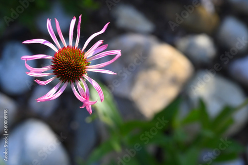 Echinacea angustifolia or rudbeckia plant. View from above on a blooming flower.