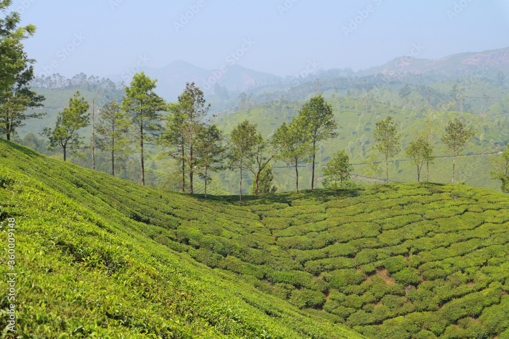 Top view of the tea plantations of Munnar, India.