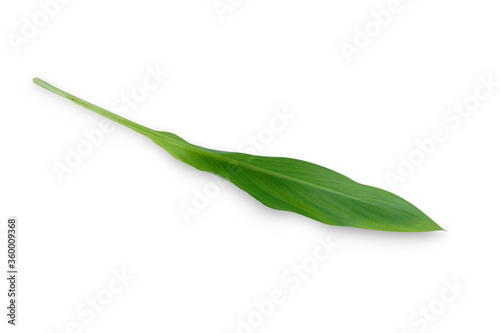 green pepper on white background