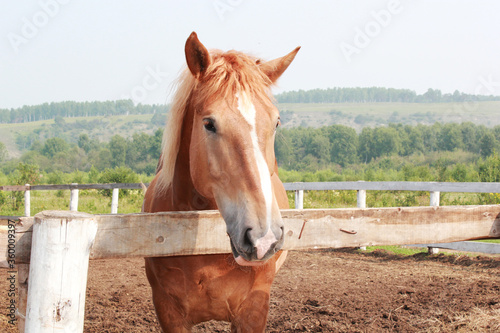 close up image of brown horse standing near wooden fence on countryside farm. Beautiful animal. Copyspace for text © Anna