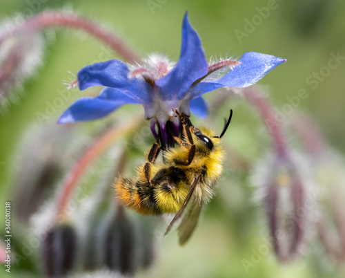 Bumble Bee (Bombus mixtus) visiting a blue Borage flower
