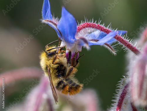 Bumble Bee (Bombus mixtus) visiting a blue Borage flower photo