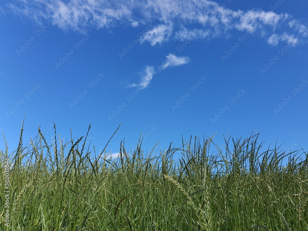 Fototapeta premium sky over the meadow, summer, nature, blue sky