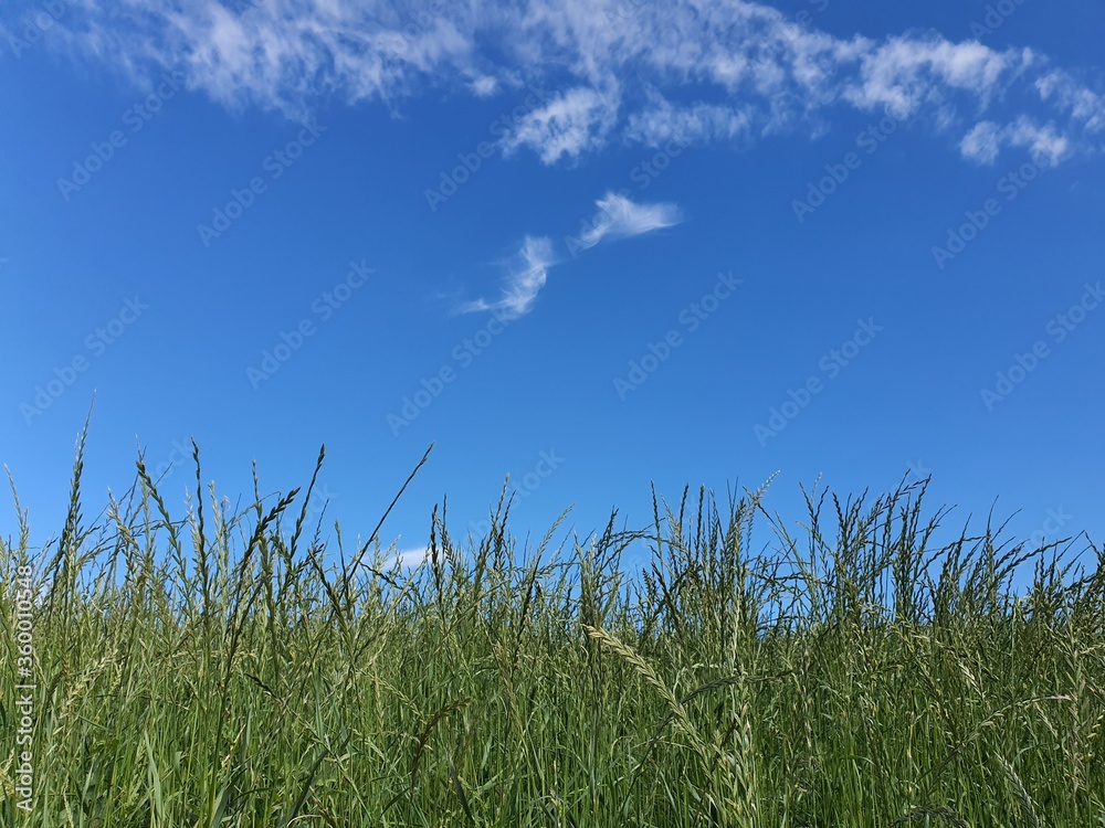 sky over the meadow, summer, nature, blue sky