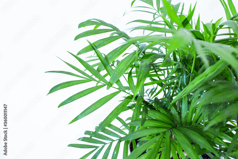 Green leaves palm isolated on white, green leaves palm from tropical. 