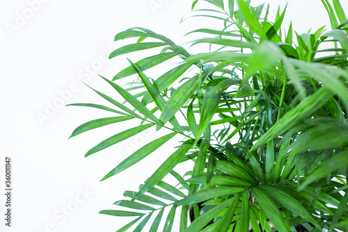 Green leaves palm isolated on white  green leaves palm from tropical. 