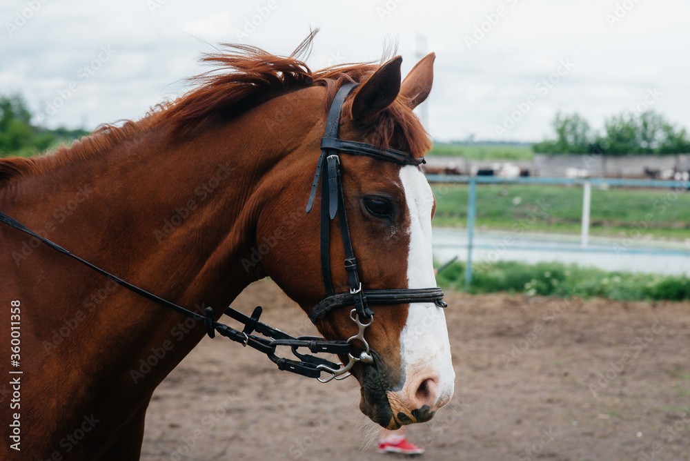 Walking a beautiful and healthy horse on the ranch. Animal husbandry and horse breeding Walking a beautiful and healthy horse on the ranch. Animal husbandry and horse breeding
