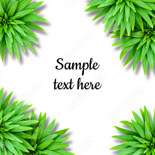 Isolated natural background of lily leaves. Tropical style. Template for summer decoration.