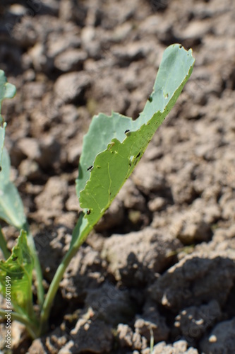 insect pests eat cabbage leaf