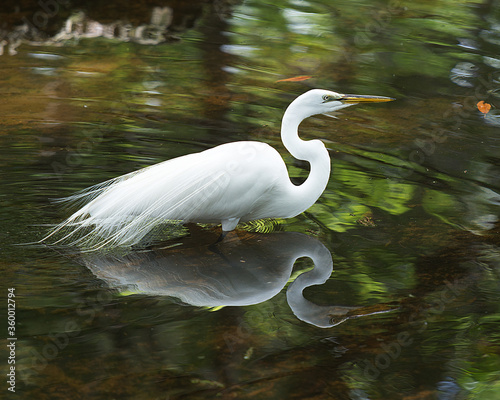Fototapeta Naklejka Na Ścianę i Meble -  Great White Egret Stock Photo.   Great White Egret in the water with a reflection displaying white feather plumage, fluffy wings, head, eye, neck, long legs, in its environment and surrounding.