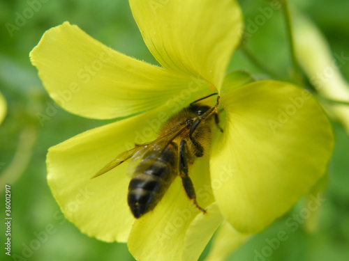 abelha a recolher  pólen