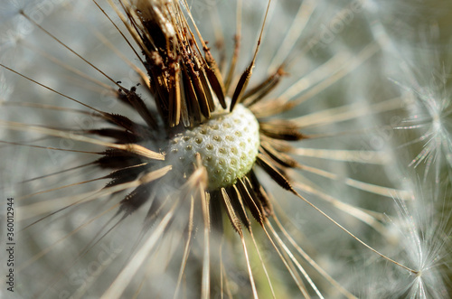 common dandelion flower after blooming spreading seeds with the wind in summer macro photo