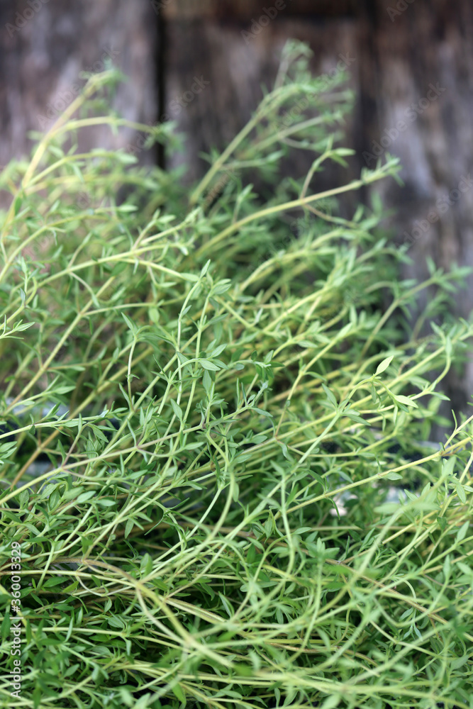 Fresh Thyme From A Summer Garden Fresh Thyme From A Summer Garden