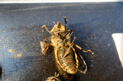 horse-fly,gad fly,clegg,klegg caught on fly paper under extreme invasion in summer macro photo photo