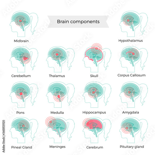 Pain Brain Illustration