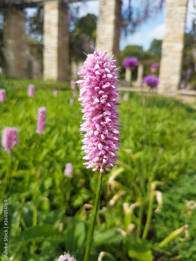 Fototapeta premium Serpentory also Common bistort (in german Schlangen-Knöterich also Natterwurz) Bistorta officinalis Delarb also Persicaria bistorta