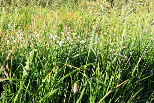 summer field with green grass and flowers