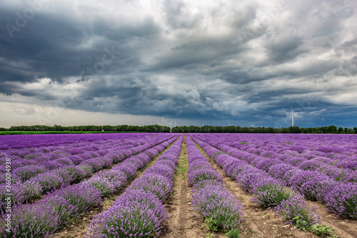 Lavender flower blooming scented fields in endless rows.Lavender fields from the beautiful Bulgaria.