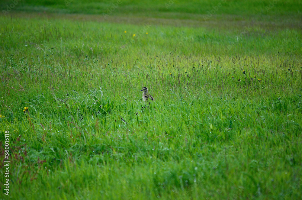 eurasian curlew baby chicken bird standing in tall green grass