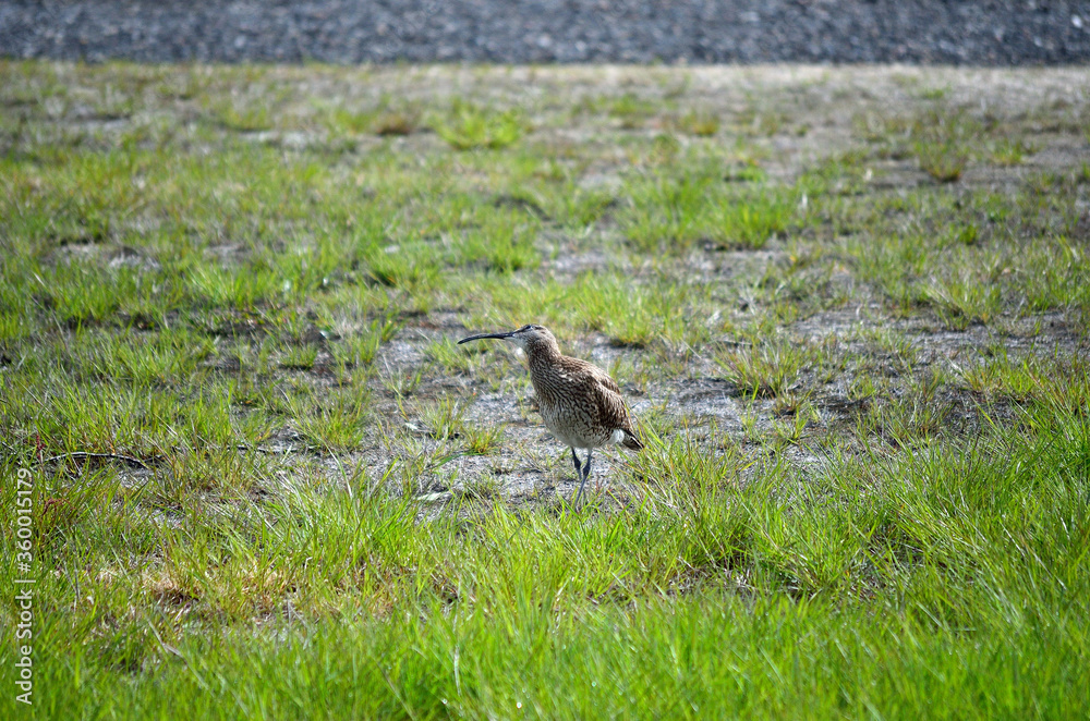 eurasian curlew parent calls for her chicks eurasian curlew parent calls for her chicks