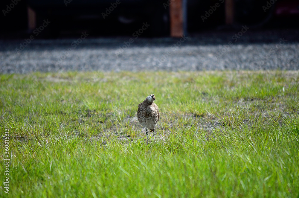 Obraz premium eurasian curlew bird in summer
