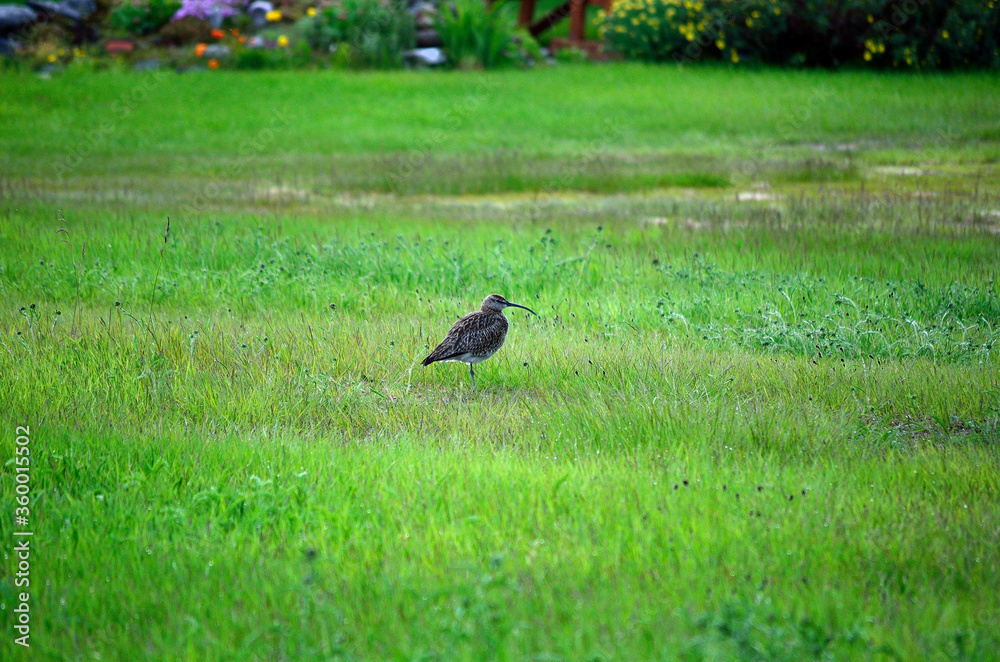 eurasian curlew bird standing in grass in summer eurasian curlew bird standing in grass in summer