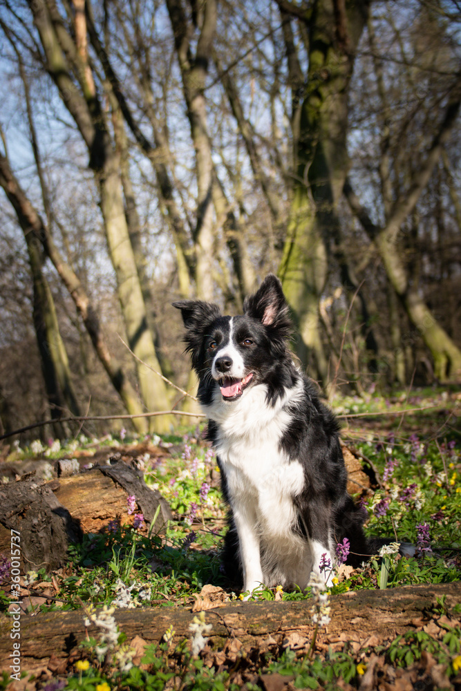 Border collie is sitting in flowers in forest. She is so patient model.
