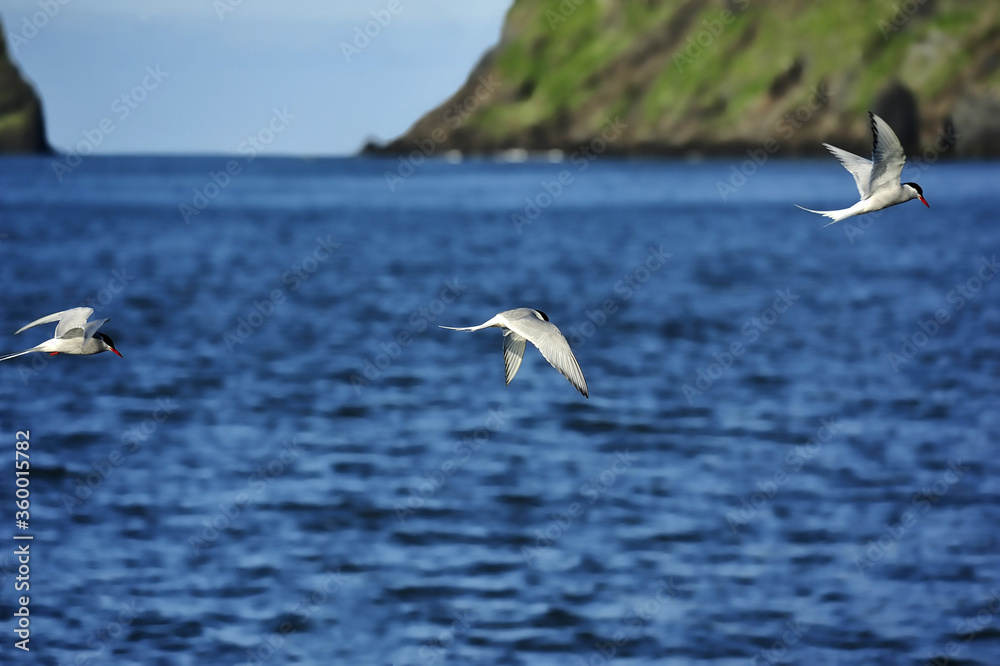 seagulls flying over Atlantic ocean