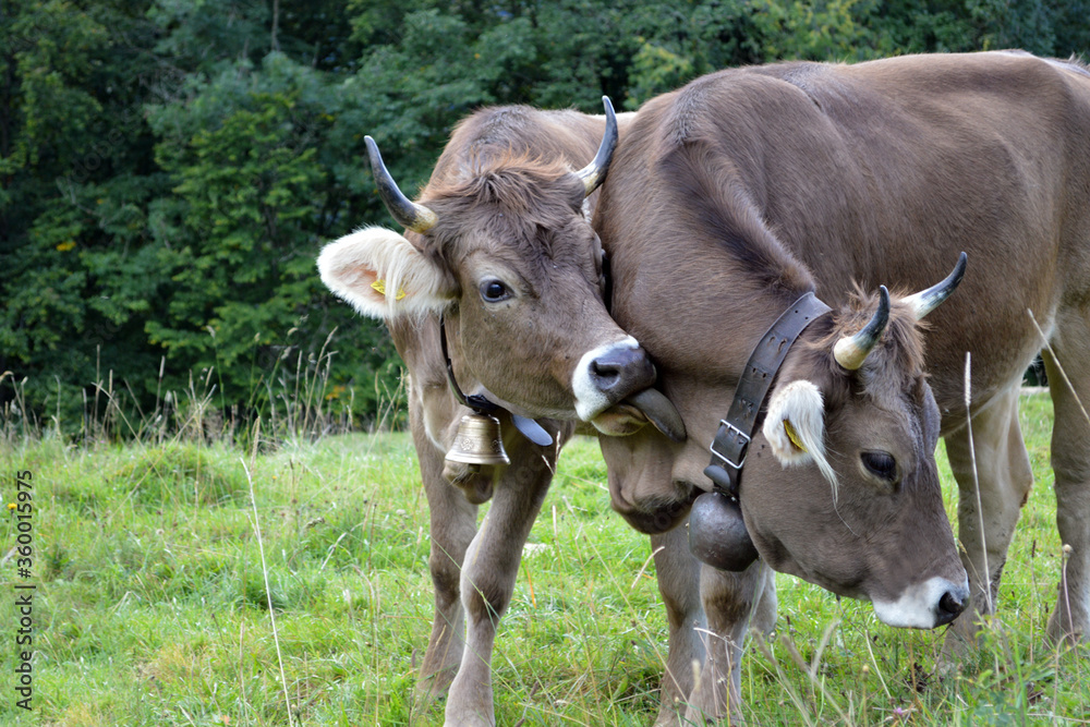 Junges Originalbraunvieh auf der Weide Junges Originalbraunvieh auf der Weide