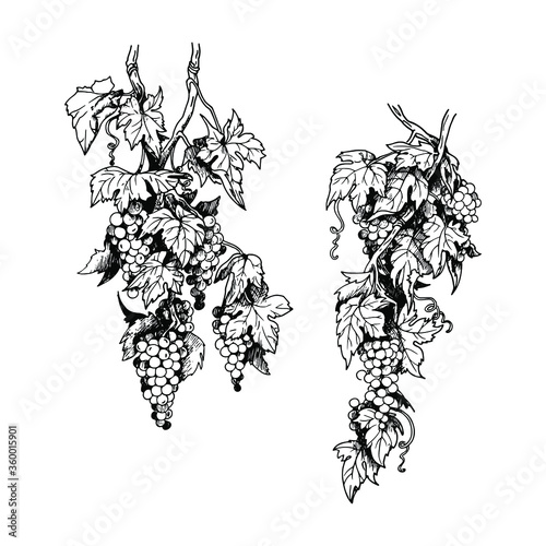sketch, ripe grape branches, vertical direction, berries, leaves, black and white drawing, freehand, isolated vector illustration