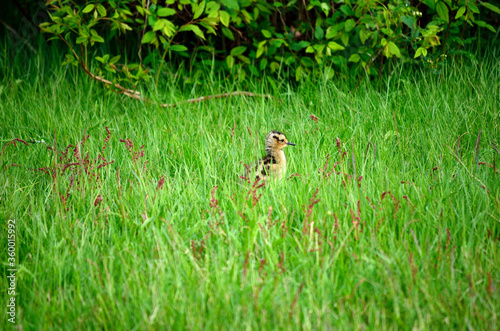 small eurasian curlew chicken in tall green grass in summer © Arcticphotoworks