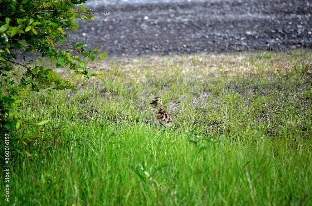 eurasian curlew chicken wanders towards her parents after coming out from the tall grass eurasian curlew chicken wanders towards her parents after coming out from the tall grass