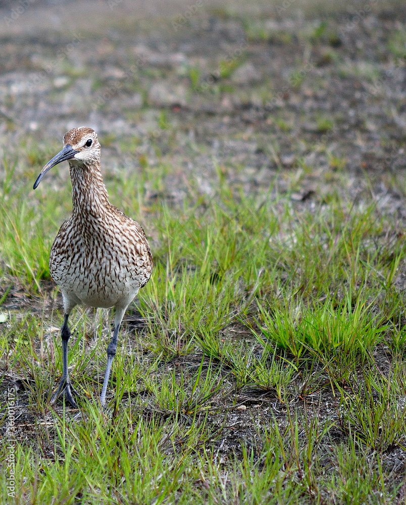 beautiful eurasian curlew bird in summer beautiful eurasian curlew bird in summer