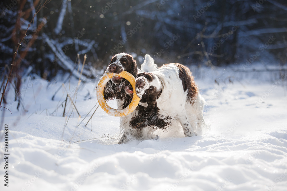 two dogs in the winter in the snow. Springer Spaniel plays in snow nature, outdoors two dogs in the winter in the snow. Springer Spaniel plays in snow nature, outdoors