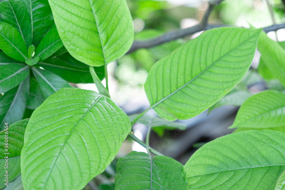 kratom plant (Mitragyna speciosa) Mitragynine on blur background ,Drugs and Narcotics,Thai herbal which encourage health kratom plant (Mitragyna speciosa) Mitragynine on blur background ,Drugs and Narcotics,Thai herbal which encourage health