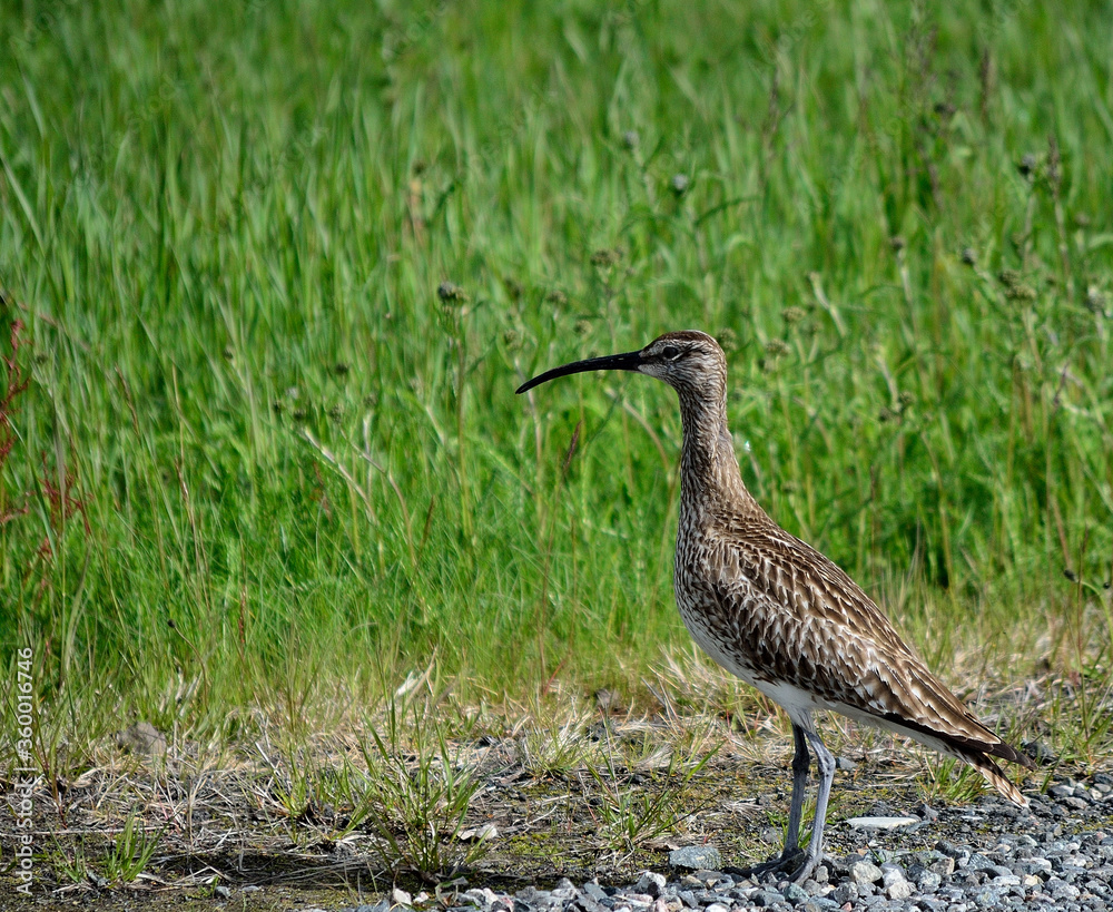 beautiful and majestic eurasian curlew bird in the arctic summer beautiful and majestic eurasian curlew bird in the arctic summer