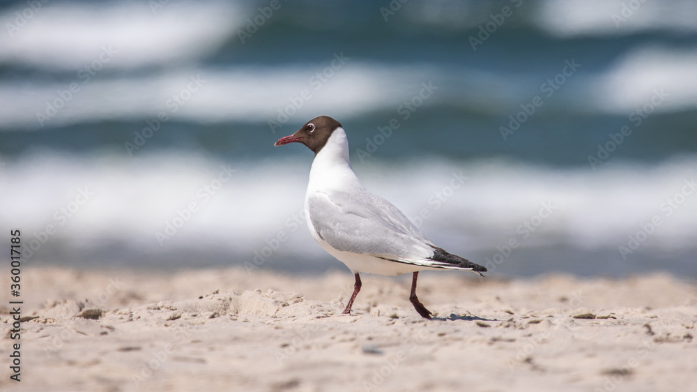 black-headed gull on white sand against the blue sky and the sea black-headed gull on white sand against the blue sky and the sea
