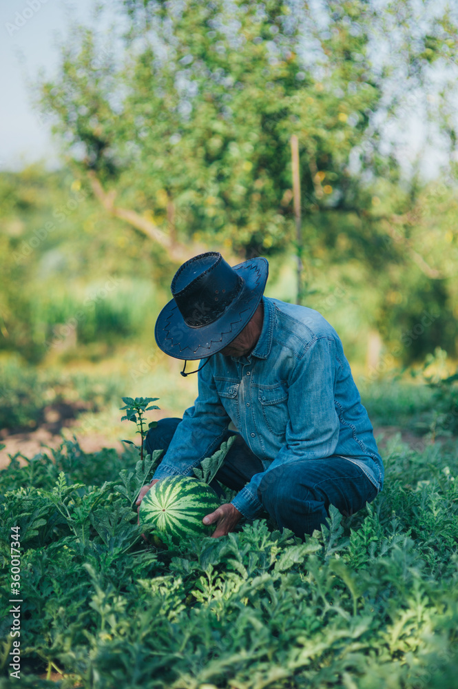 Close up of a farmer picking watermelon in the garden Close up of a farmer picking watermelon in the garden