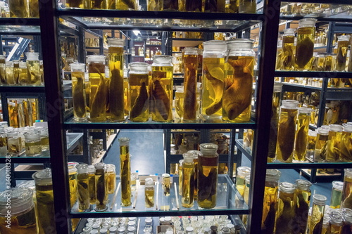 Shelves with various animals preserved in formaldehyde solution photo