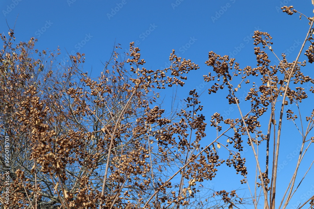 Seeds of the Crepe Myrtle tree provide food for birds in the autumn Seeds of the Crepe Myrtle tree provide food for birds in the autumn