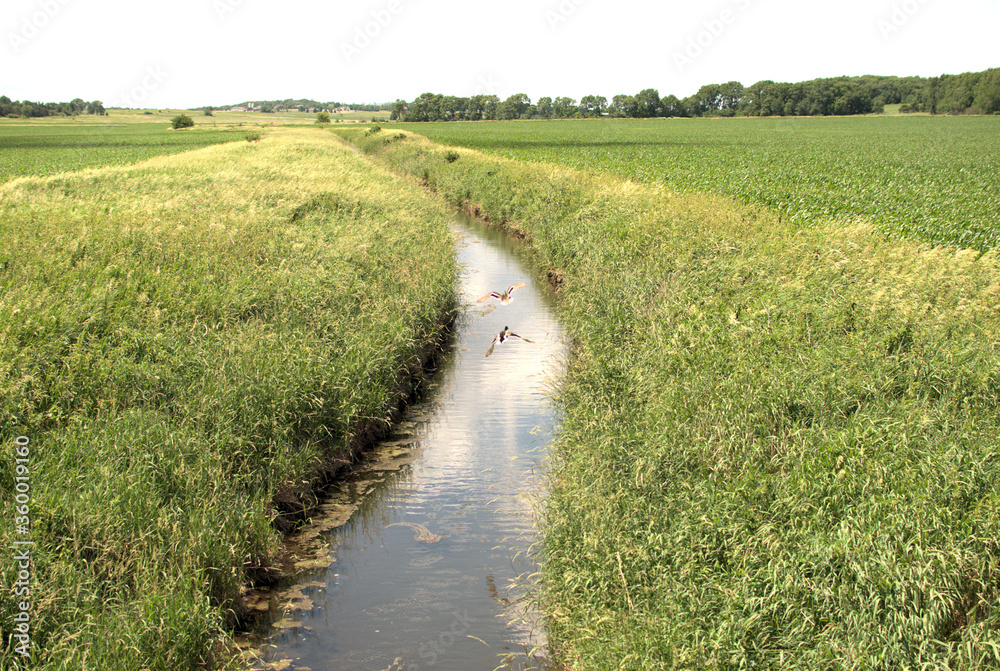 June 11, 2020. Near Lisbon, Illinois, USA. A small creek running in rural farmland in Northern Illinois with a pair of ducks flying over it.