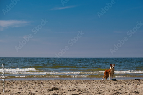 Scotty at the Beach #41