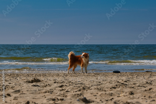 Scotty at the Beach #28