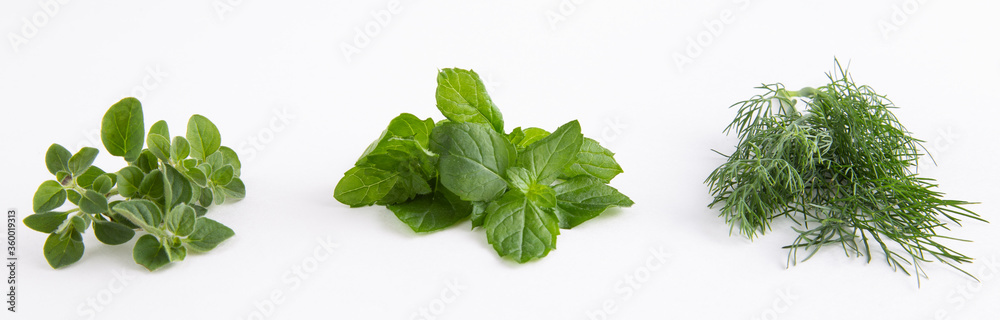 Mint, Oregano and Dill isolated on white background Mint, Oregano and Dill isolated on white background