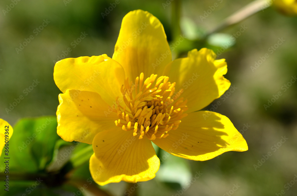vibrant yellow buttercup flowers in the summer sun vibrant yellow buttercup flowers in the summer sun