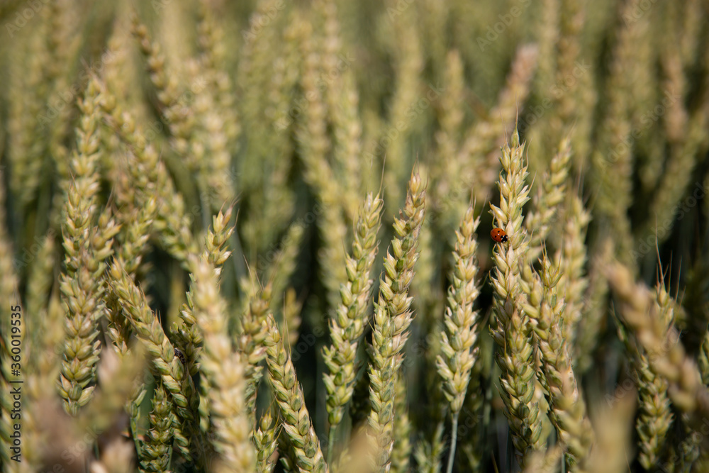 Wheat field in summer-beautiful yellow ears, on the grain sits a ladybug Wheat field in summer-beautiful yellow ears, on the grain sits a ladybug