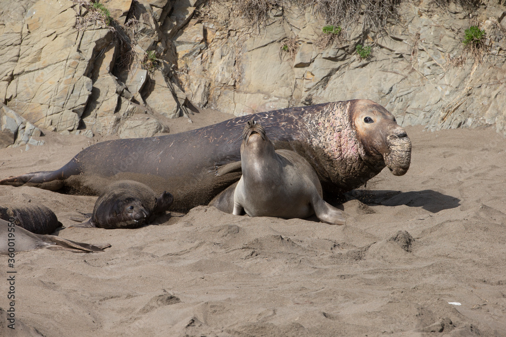Northern Pacific Elephant Seals on California Coast Northern Pacific Elephant Seals on California Coast