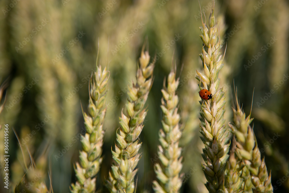 Wheat field in summer-beautiful yellow ears, on the grain sits a ladybug